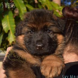 Sky Collar - Black and red male German Shepherd puppy in Orlando, Florida from AceHaven Canines