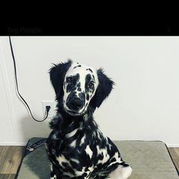 Penny - Dalmatian