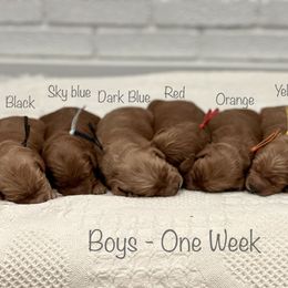 Goldendoodle Puppies from JD Goldendoodles