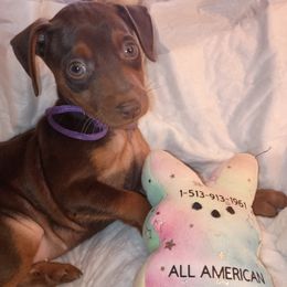 Chocolate and Rust Girl 3 - Chocolate and rust female Miniature Pinscher puppy in Cincinnati, Ohio from ALL AMERICAN K9 LLC