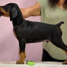 Lime collar - Black and rust male Doberman Pinscher puppy in Santa Clarita, California from Riviera Dobermans