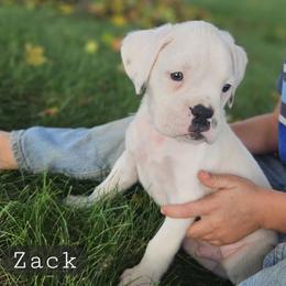 Zack - White male Boxer puppy in Newville, Pennsylvania from Zimmerman's Pets