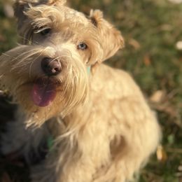 Bandit - Miniature Schnauzer