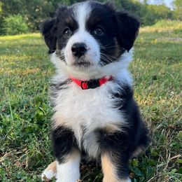 Bacon - Black tri-color male Australian Shepherd puppy in Albany County, New York from Allie Acres Australian Shepherds