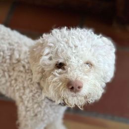 Ana - Lagotto Romagnolo