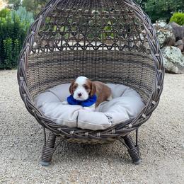 Bentley - Blenheim male Cavalier King Charles Spaniel puppy in Shingle Springs, California from California Spaniels