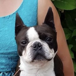 George - Boston Terrier
