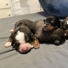 Bernedoodle and French Bulldog Puppies from Bernied00dle Love & Fr3nchi3 Love