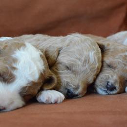 Goldendoodle Puppies from Maggies Doodles (maggiesdoodlesaz.com)
