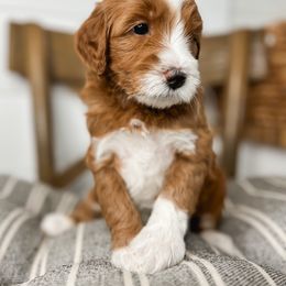 Girl 1 - Red  female Goldendoodle puppy in Oak Harbor, Washington from Whidbey Goldendoodles