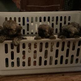 Shih Tzu puppies from Willow Tree Haven Shih Tzu