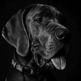 Norma Rhay - Great Dane