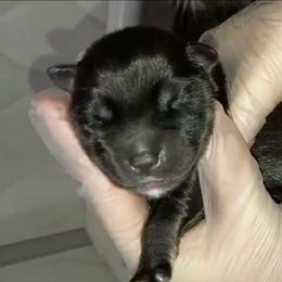 Vader - Agouti and white male Siberian Husky puppy in Richland, Mississippi from Feazell’s Siberian Huskies