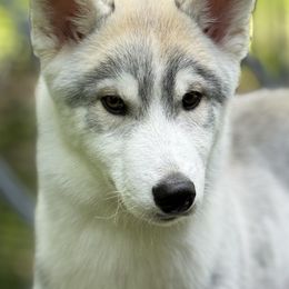 Siberian Husky Puppies from Coldwind Kennel