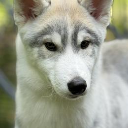 Siberian Husky Puppies from Coldwind Kennel