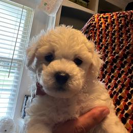 Male pup - White male Bichon Frise puppy in Wilmington, North Carolina from Cape Fear Bichons