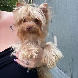 Koa - Yorkshire Terrier