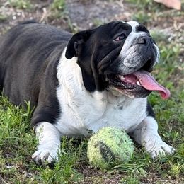 Kalina - Bulldog