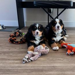 Bernese Mountain Dog Puppies from Purple Sage Puppies Bernese Mountain Dogs