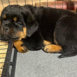Gale - Black and mahogany female Rottweiler puppy in Crothersville, Indiana from The Solid Rock Kennel