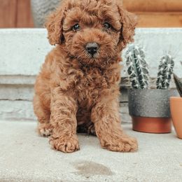 Poodle Puppies from J & J Miniature Poodles