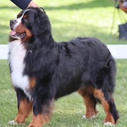 Bernese Mountain Dog puppies from Rebel Mountain Bernese