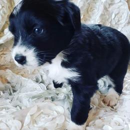 Australian Shepherd Puppies from Diamond Aussies N the Rough
