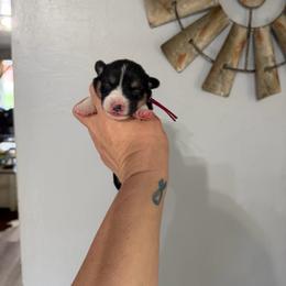 Rose - Black and tan female American Corgi puppy in Post Falls, Idaho from Splootin’ around Corgi’s