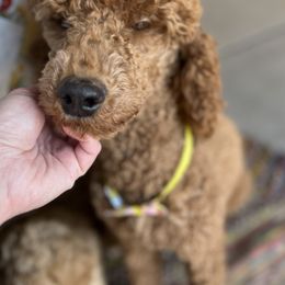 Aussiedoodles from Posh doodles