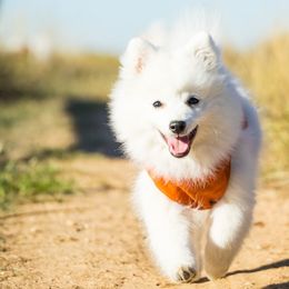 Japanese Spitz Puppies from Colorado Japanese Spitz
