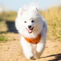 Japanese Spitz Puppies from Colorado Japanese Spitz