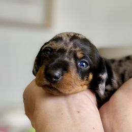 Zoe - Dapple Dachshund puppy in Fitzgerald, Georgia from Brooke Haven Dachshunds