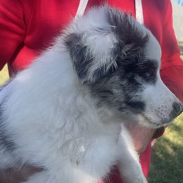 Zane - Blue merle male Miniature Australian Shepherd puppy in Oroville, California from Puppy Love Ranch Mini Aussies