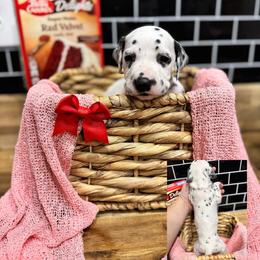Dalmatian, Poodle, and Rhodesian Ridgeback Puppies from Ruffles, Ridges, & Spots!