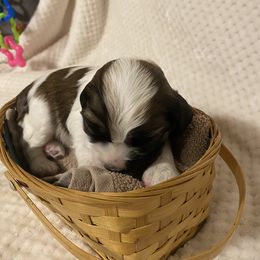 Cocker Spaniel Puppies from Becky's Cockers
