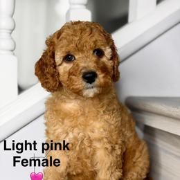 Light Pink - Red female Australian Labradoodle puppy in Antelope, California from Adorable Labradoodle