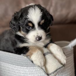 Australian Shepherd Puppies from Kelly Arndt