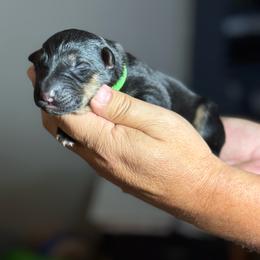 Reese - Black and tan female German Shepherd puppy in Barnhart, Missouri from Combat Creek German Shepherds