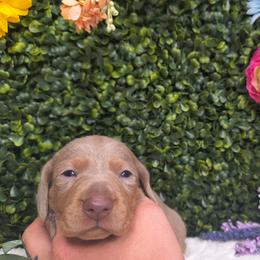 Sassy pants - Fawn (isabella) and tan female Dachshund puppy in Jackson, Tennessee from BlackPine Kennels