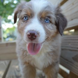 Sparkle ASDR - Red merle female Australian Shepherd puppy in Johnson City, Tennessee from St. Isidore's Australian Shepherds