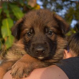 Periwinkle Collar - Sable male German Shepherd puppy in Orlando, Florida from AceHaven Canines