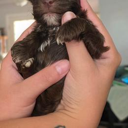 Boy 1. Kb - Liver male Yorkshire Terrier puppy in Bucyrus, Ohio from Dyer's Beauties