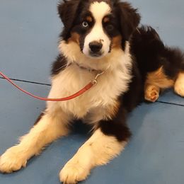 Miniature American Shepherds from Faithland Miniature American Shepherds