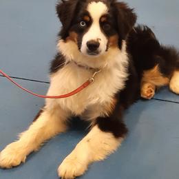 Miniature American Shepherds from Faithland Miniature American Shepherds