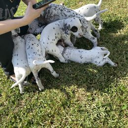 Dalmatian puppies from Soflo Dalmatians