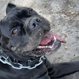 Cane Corso from Guardia Del Corpo