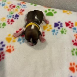 Baxter - Chocolate and white male Havapoo puppy in Brookings, South Dakota from Hofer Pups