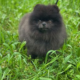 Wally - Pomeranian