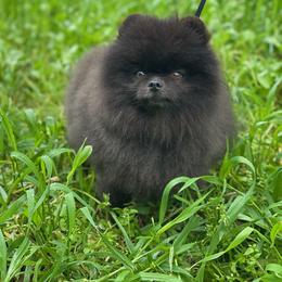 Wally - Pomeranian