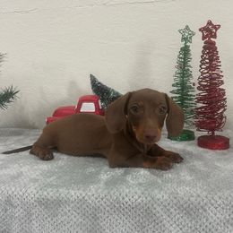 Boy 4 - Chocolate and tan male Dachshund puppy in Waycross, Georgia from Southern Paws
